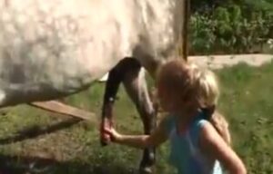 Zoo com Cavalos