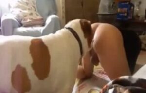 Porno de Zoo