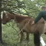 Homens Zoofilia